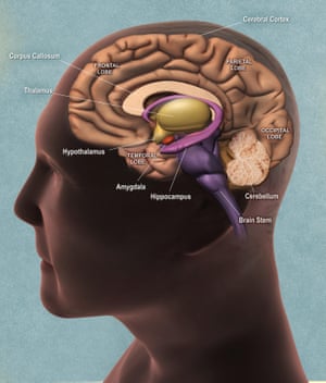 Areas of the brain, including the hippocampus.