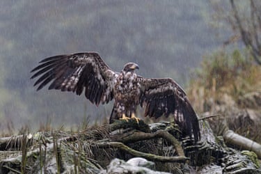 A juvenile bald eagle perched on a fallen branch with its wings spread open