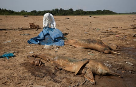 A researcher from the Mamiraua Institute for Sustainable Development retrieves dead dolphins from the Tefé lake, on the south bank of the Rio Solimões, which has been affected by high temperatures and drought.