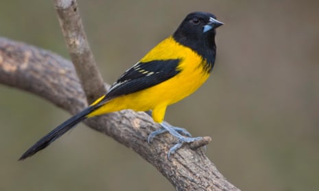 Audubon’s oriole perched on a branch in the Rio Grande Valley in Texas.