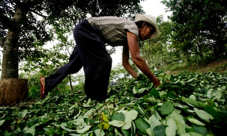A woman lays out coca leaves to dry in San Francisco, a town in Peru’s Ayacucho region.