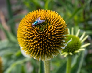 Oxford, UK ‘Greenbottle fly on echinacea. There has been an abundance of insects in the garden this year, including this greenbottle fly. The outer petals on this echinacea flower had died off leaving just the disc florets, making for a really vivid backdrop.’