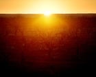 El Niño expected to develop in coming months, bringing hotter and drier weather to eastern Australia