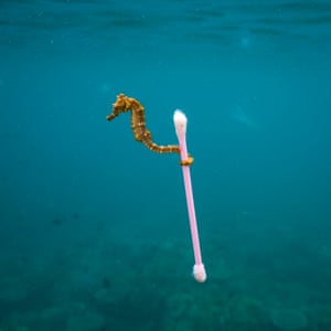 A small sea horse grabs onto garbage in Indonesia. This tiny sea horse drifted through our snokeling site along with a raft of tide-driven trash, especially bits of plastic