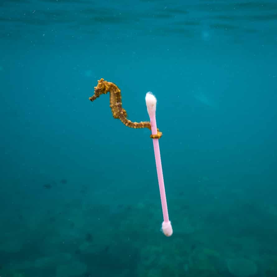 Justin Hofman’s image of a seahorse swimming with a discarded cotton bud illustrates the issues of plastic pollution in our oceans.