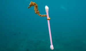 A sea horse holding a cotton bud