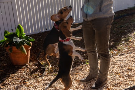 Beagles Loki and Leo jump for treats at Michael Woldarski’s home in Winston-Salem, North Carolina.
