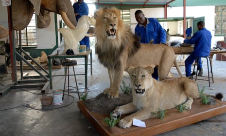 Taxidermist brushes the mane of a stuffed lion at a taxidermist workshop, near Johannesburg, South Africa