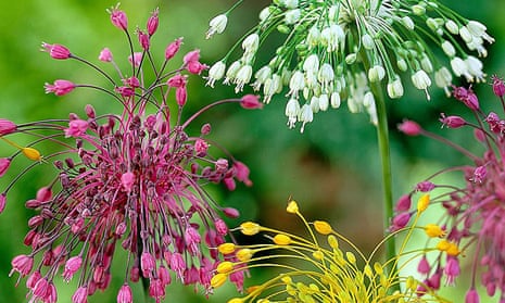 Floral display: bright and bold Allium ‘Fireworks Mix’.