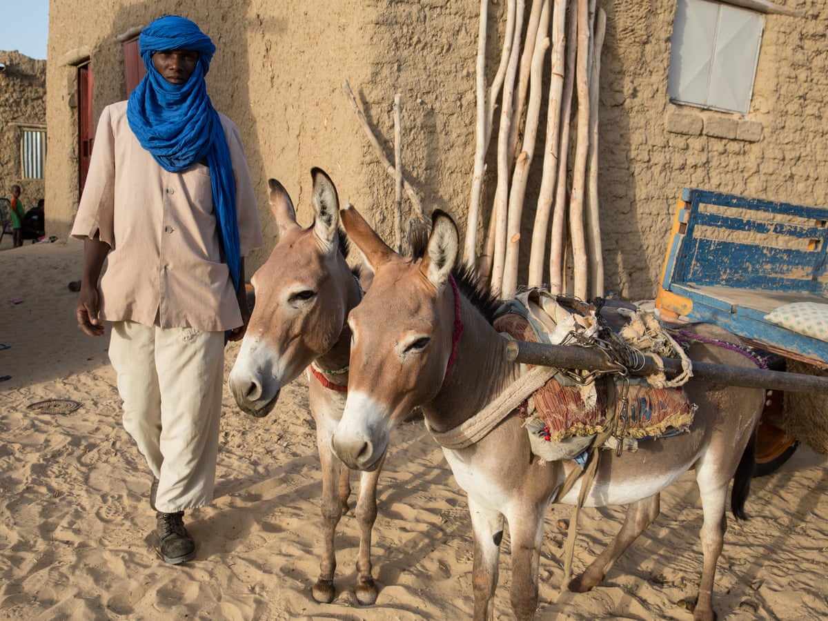 The donkey skin trade is threatening livelihoods and communities ...