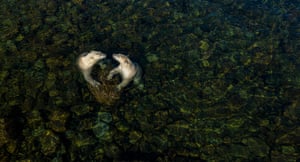 polar bears playing in shallow water