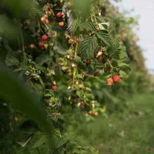 Strawberries at the Hillwood farm