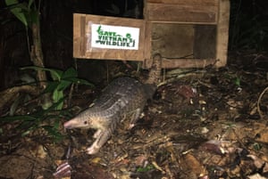 A pangolin is released back into the jungle as part of a conservation program in Cuc Phuong national park Ninh Binh, Vietnam