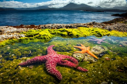 ochre sea stars in a rockpool on vancouver island in british columbia