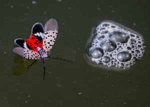 A Spotted Lanternfly swims through the Chesapeake Bay at Quiet Waters Park in Annapolis, US. A pest that feed on a wide variety of plants, particularly grapes, stone fruits, and walnuts, causing agricultural damage and leaving behind a sugary substance that promotes sooty mold growth
