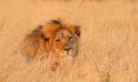 lion-licking-pussy-pictures-of-girls-and-boys-having-sex-with-parents