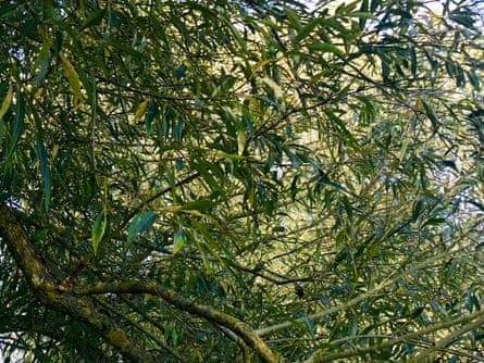 The canopy of willows at Buscot Lock.
