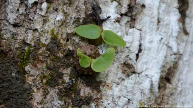 Scientists on the island of Fiji have discovered a type of ant that plants, fertilises and guards its own coffee crop.