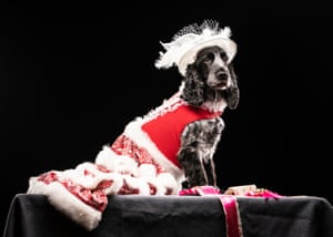 Mia il cocker spaniel