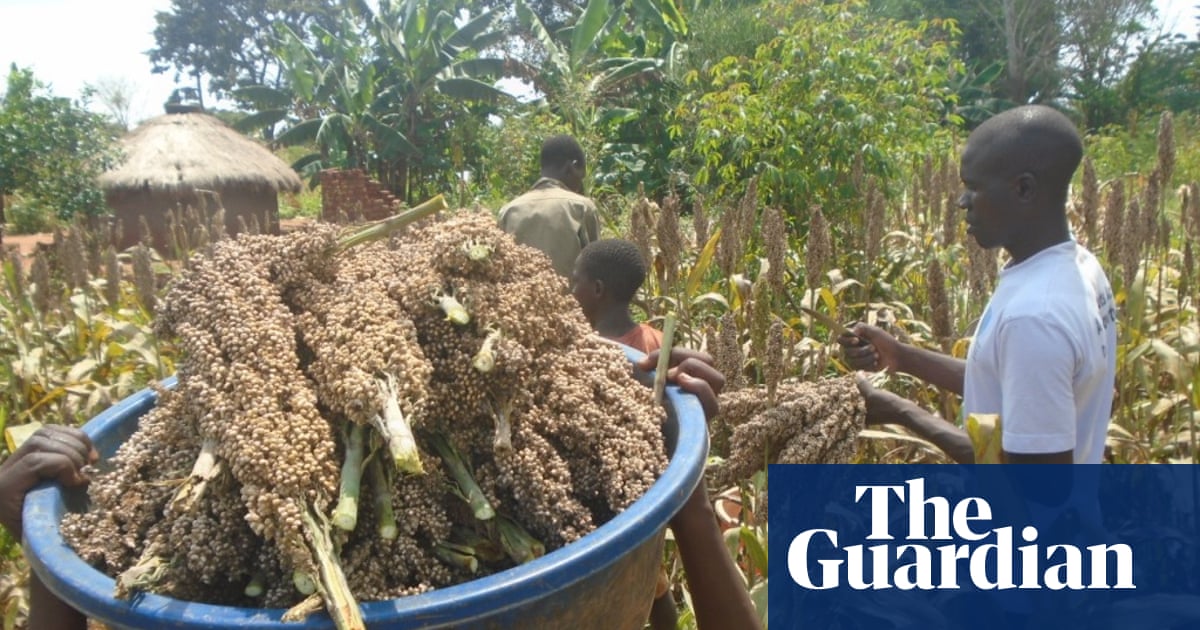 As a poor Ugandan farmer, white and black people ignore my advice on poverty