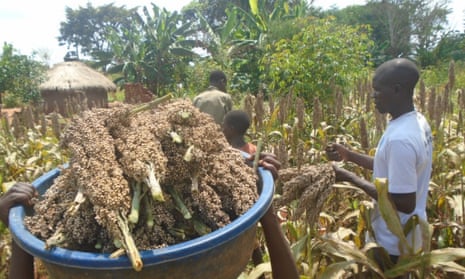 The Uganda Community Farm (UCF) grows various crops on 12 acres in Namisita, a village in a remote part of Kamuli, eastern Uganda. 