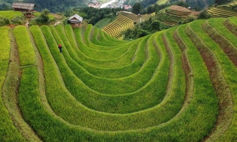 Terraced rice fields in northern Vietnam. Galor argues that crops and geography influence culture.