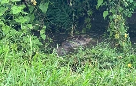 Crocodiles have been seen in flood waters at Katherine, where hundreds of people remain in shelters.