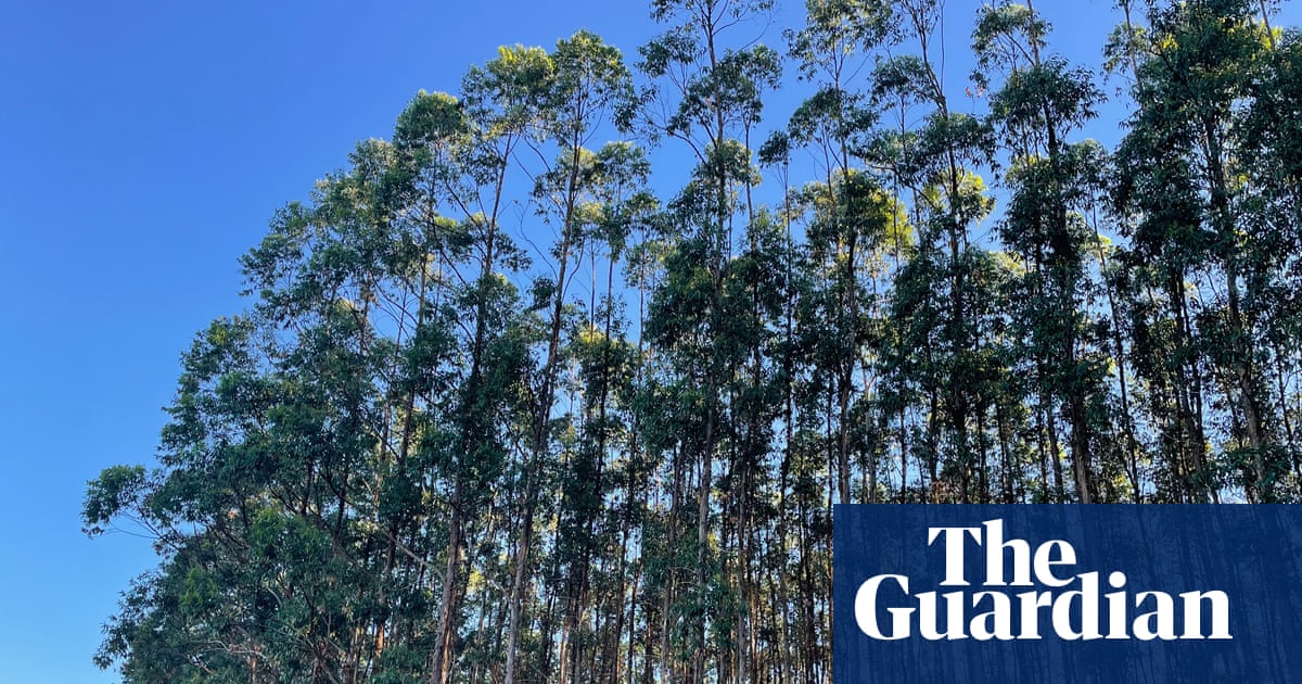 ‘Green desert’: the farmers winning a battle with Brazil’s wood-pulp giant