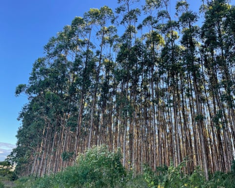 Plantação de eucalipto na Baixa Verde de propriedade da Veracel Celulose.
