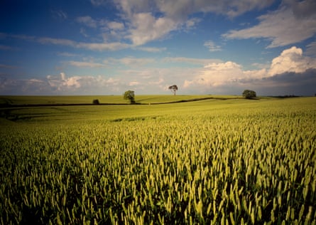 A field of ripening wheat under a blue sky with small white fluffy clouds.