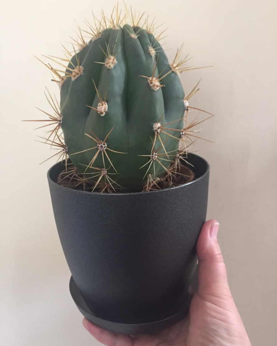 Trevor the cactus.