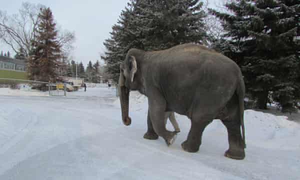 The World S Coldest Elephant Activists Demand Lucy S Removal From