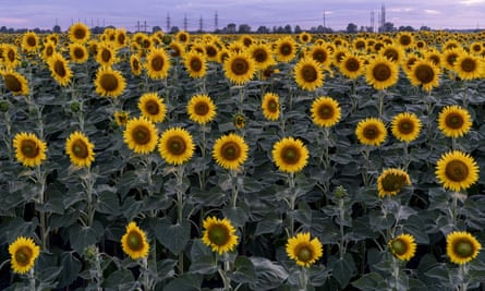 A sunflower crop near Horishni Plavni, Ukraine