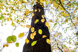 Vista de uma árvore em Queen's Wood em Londres