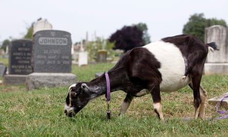 A herd of goats was brought in to the Congressional Cemetery in Washington DC, not for wildfire management, but to help remove invasive species.