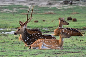 Sri Lankan axis deer at the Yala national park in the southern district of Yala, about 250km south-west of Colombo, Sri Lanka