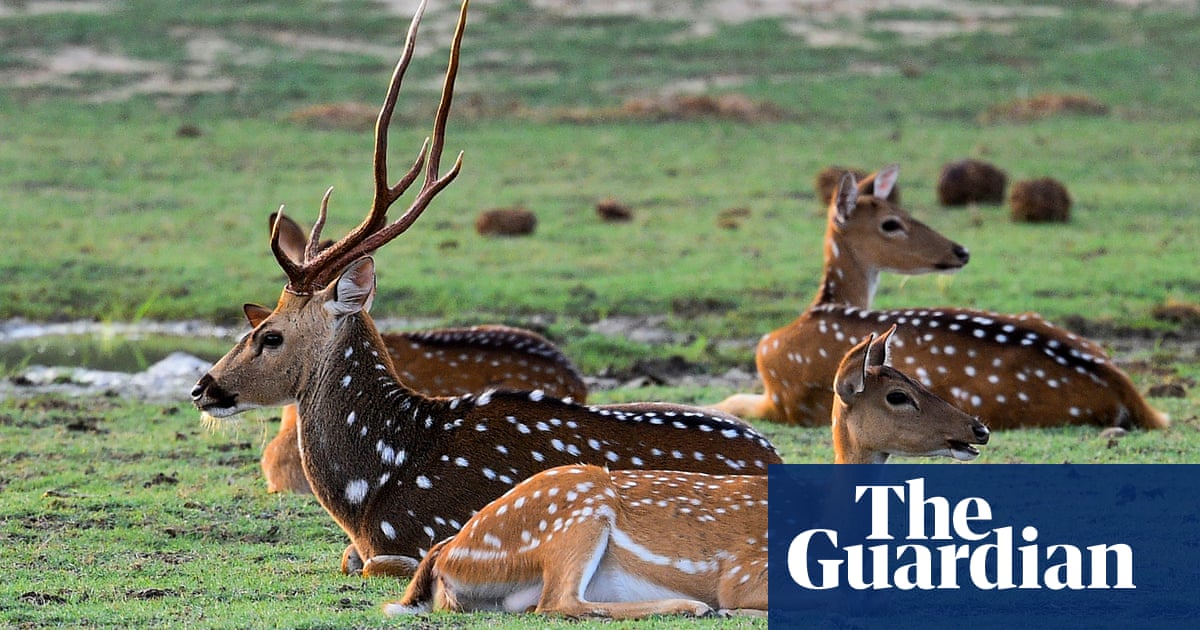 Paraguayan presidential guard dies after being impaled by deer