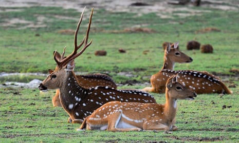 deer with spotted coat and long horns lounging in a park