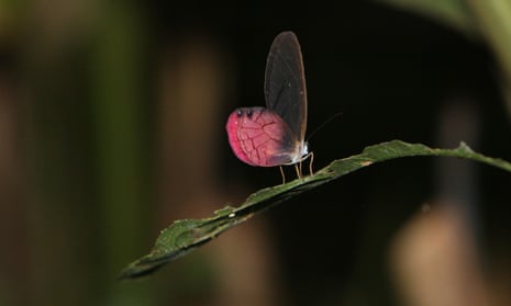 A butterfly on a leaf in Yasuni national park, Ecuador, one of the world’s biodiversity hotspots. 