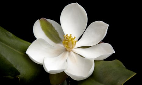 Magnolia emarginata