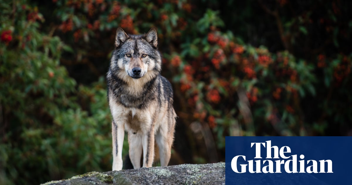 Download Canada Mourns Takaya The Lone Sea Wolf Whose Spirit Captured The For iPhone Get Wallpaper Canada Mourns Takaya The Lone Sea Wolf Whose Spirit Captured The Free