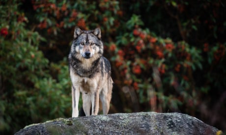 Lone sea wolf Takaya on Vancouver Island, British Columbia, Canada