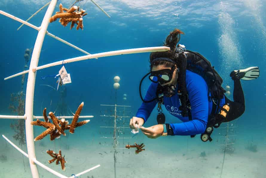 Jessica Levy hangs coral fragments on trees at the Tavernier nursery