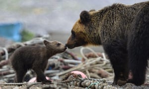 A brown bear cub and its mother on the Shiretoko Peninsula