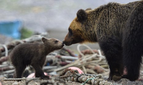 A brown bear cub and its mother on the Shiretoko Peninsula in Japan in 2015