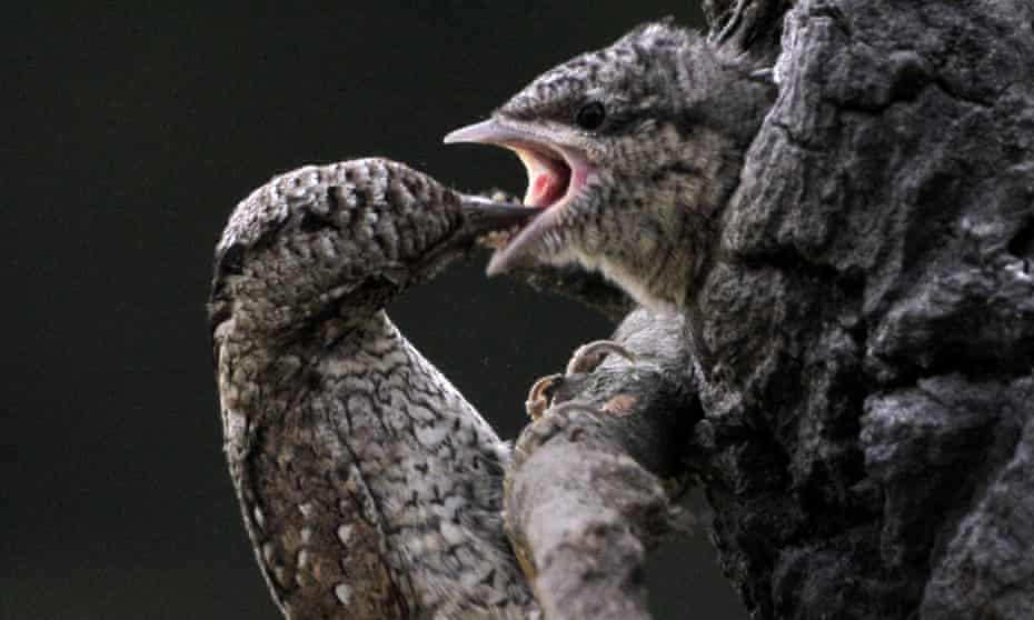 A Eurasian wryneck and its nestling in Hungary.