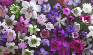 Hepatica flowers