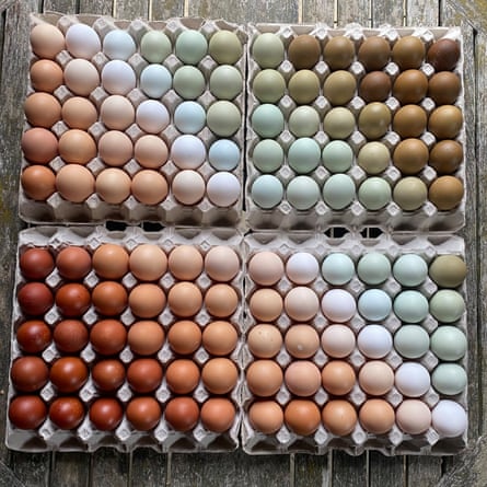 Cacklebean eggs are among the most coveted in the UK.