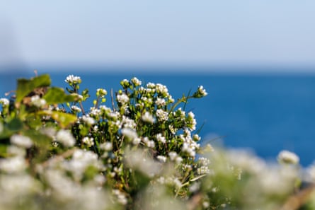 Close-up image of early scurvy grass (Cochlearia danica) on a cliffside in Dorset, UK