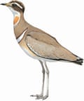 Last seen in … birdwatchers asked to join hunt for world’s 10 rarest birds 5 Illustration of Jerdon’s courser, a beige bird with long legs, brown breast-bands, white throat and a blackish crown